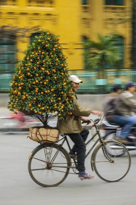 Tree on Bike